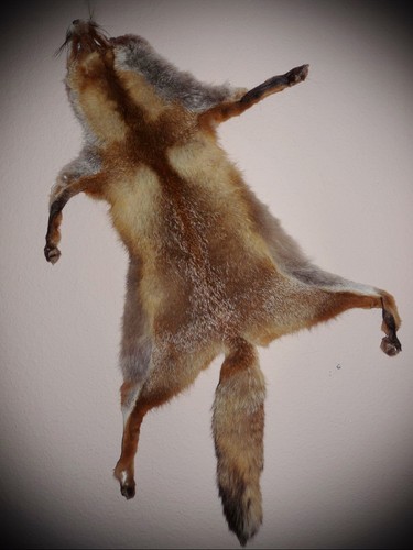 Rotfuchs fuchsfell winterfell - rotfuchs,
