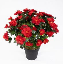 Große azalee 36cm rot topf - rot, im
