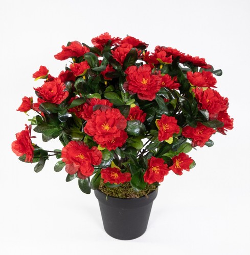 Große azalee 36cm - rot, im