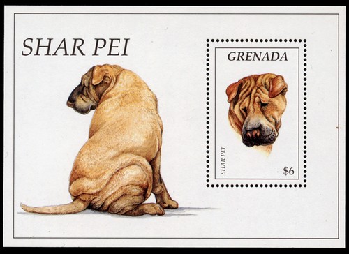 Shar pei hund - shar,