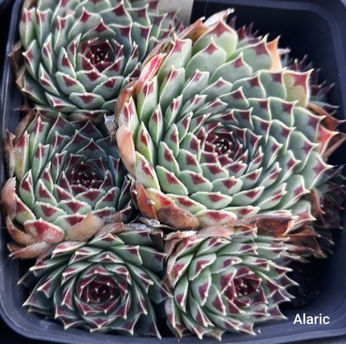 Sempervivum calcareum alaric - sempervivum,