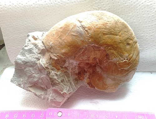 Nautilus geklebt 10 cm jura - , cm,jura