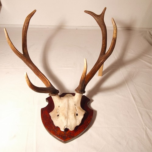 Hirschgeweih trophäe ender - 7,