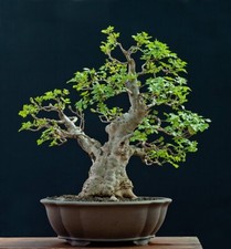 5 X Esche  Fraxinus excelsior