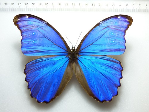 Entomologie schmetterling - entomologie,,