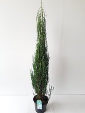 1 Stück Blauer Raketenwacholder (Höhe: 160-170 cm), Juniperus Blue Arrow +Dünger