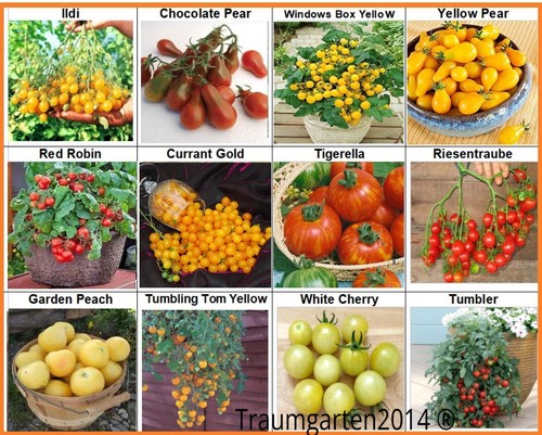 Tomate set cherry cockteil - tomate,