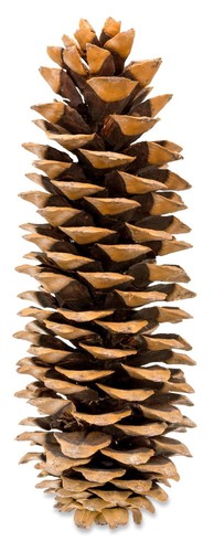 Nadeco pinus lambertiana - pinus,