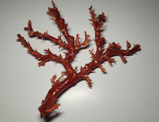 echte rote Koralle -