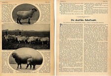 Joh.Heyne Schäfereidirektor