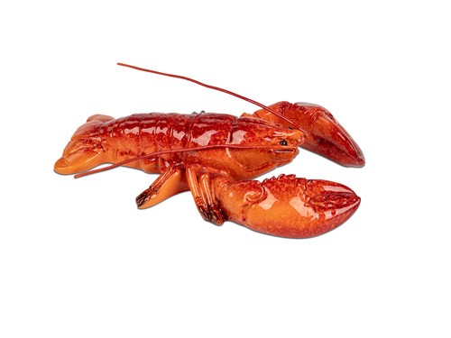 Formano krabbe rot - , meer