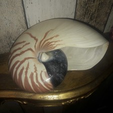 großer Nautillus Perlmut Schnecke Nautilus Pompilius Perlboot