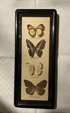 Schmetterlinge Hinter Glas