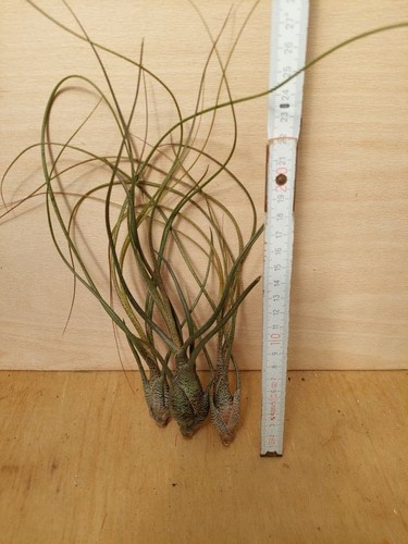 Tillandsia butzii pflanzen - tillandsia, 3