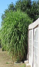 XXL Schilf Riesenchinaschilf