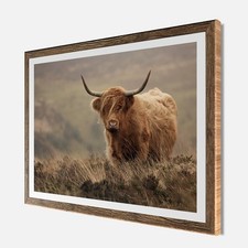 Wandbild gerahmt HOCHLANDRIND