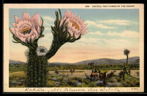 Ansichtskarte cactus the - ansichtskarte,