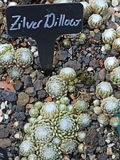 4 x Kindel Sempervivum *