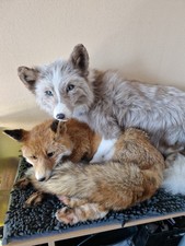 Fuchs Fox Softmount Tierpräperat Präperat Fuchsfell Fell Taxidermy taxidermie