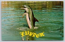 Animal~Miami