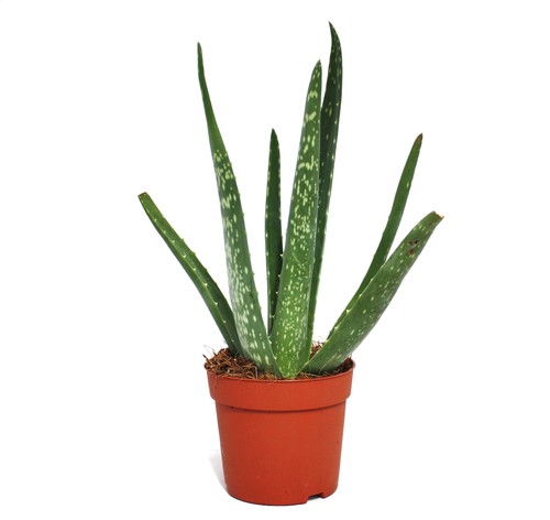 Exotenherz aloe vera - ca., 2