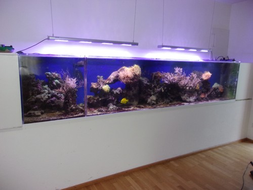 Meerwasser aquarium acrylglas - meerwasser,