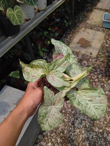 Real picture syngonium - real,