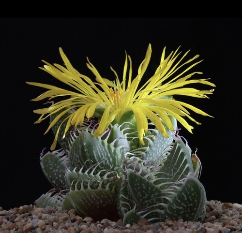Faucaria tigrina 50 - tigrina, –