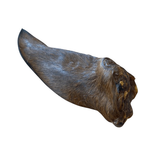 Pferdeohr mit fell - pferdeohr,