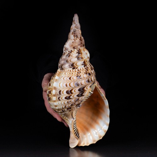 Charonia tritonis triton s - tritonis,, triton's