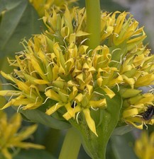 Gelber enzian gentiana lutea - -,