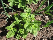 Zitronenmelisse - BIO 1 großes Stück - Herztrost Heilpflanze Tee