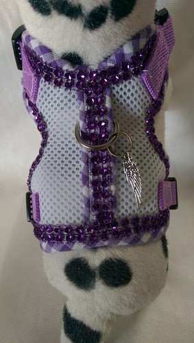 Hundegeschirr mit glitzer - hundegeschirr,
