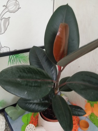 Ficus elastica abidjan - ", abidjan"