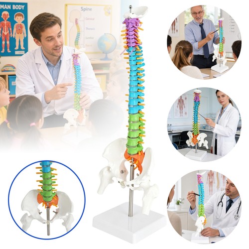 Anatomisches menschlicher - anatomisches,