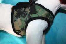 Puppia hundegeschirr khaki - ⭐,