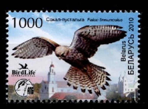 Turmfalke weißrußland - turmfalke., 1w.