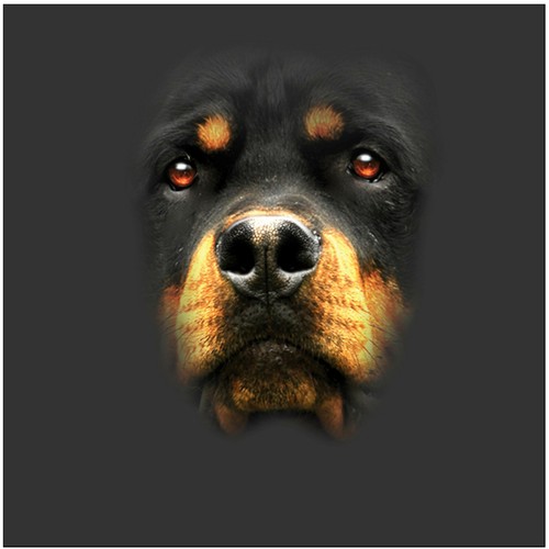 Rottweiler hunde shirt - rottweiler, t-shirt