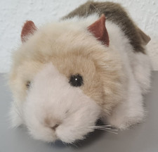 Schildkröt Meerschweinchen 19