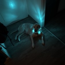 LEUCHTIE Leuchthalsband Hund