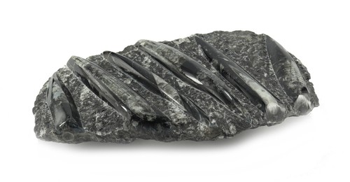 Budawi fossile orthoceras - budawi®,