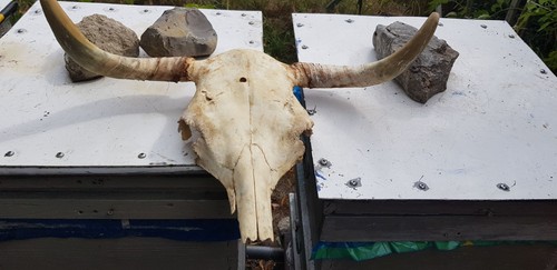 Kuhschädel kuhhorn büffel - kuhschädel,