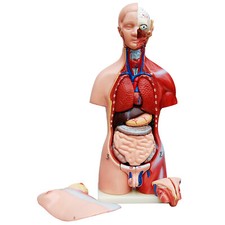 Anatomie Anatomisches Körper Modell Torso Mann und Frau mit Organen 45 cm medmod