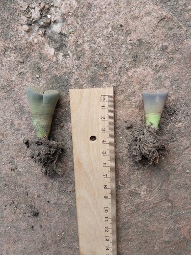 Lithops lebender stein - lithops,