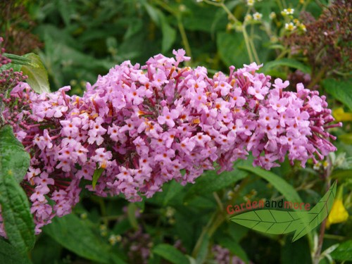 Sommerflieder auch