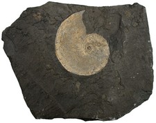 Lias  Eleganticeras elegans