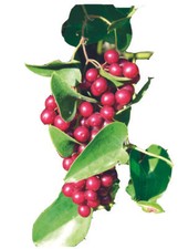 Sarsaparilla / Smilax Kapseln