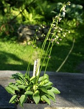 Hosta Funkie " Rumpelstilzchen