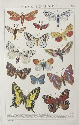 Antiker druck fauna - antiker,