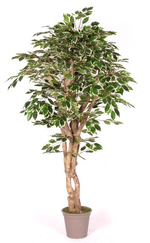 Artplants deko ficus - artplants, benjamini